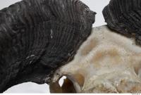 mouflon skull antlers 0028